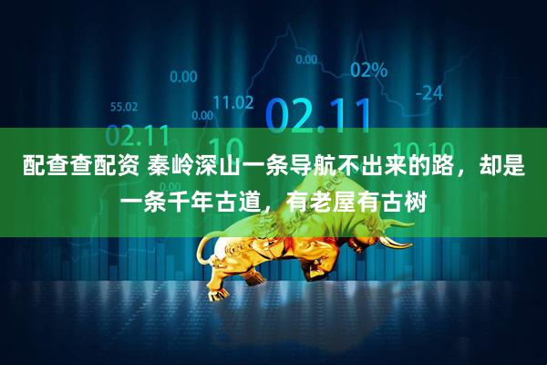 配查查配资 秦岭深山一条导航不出来的路，却是一条千年古道，有老屋有古树